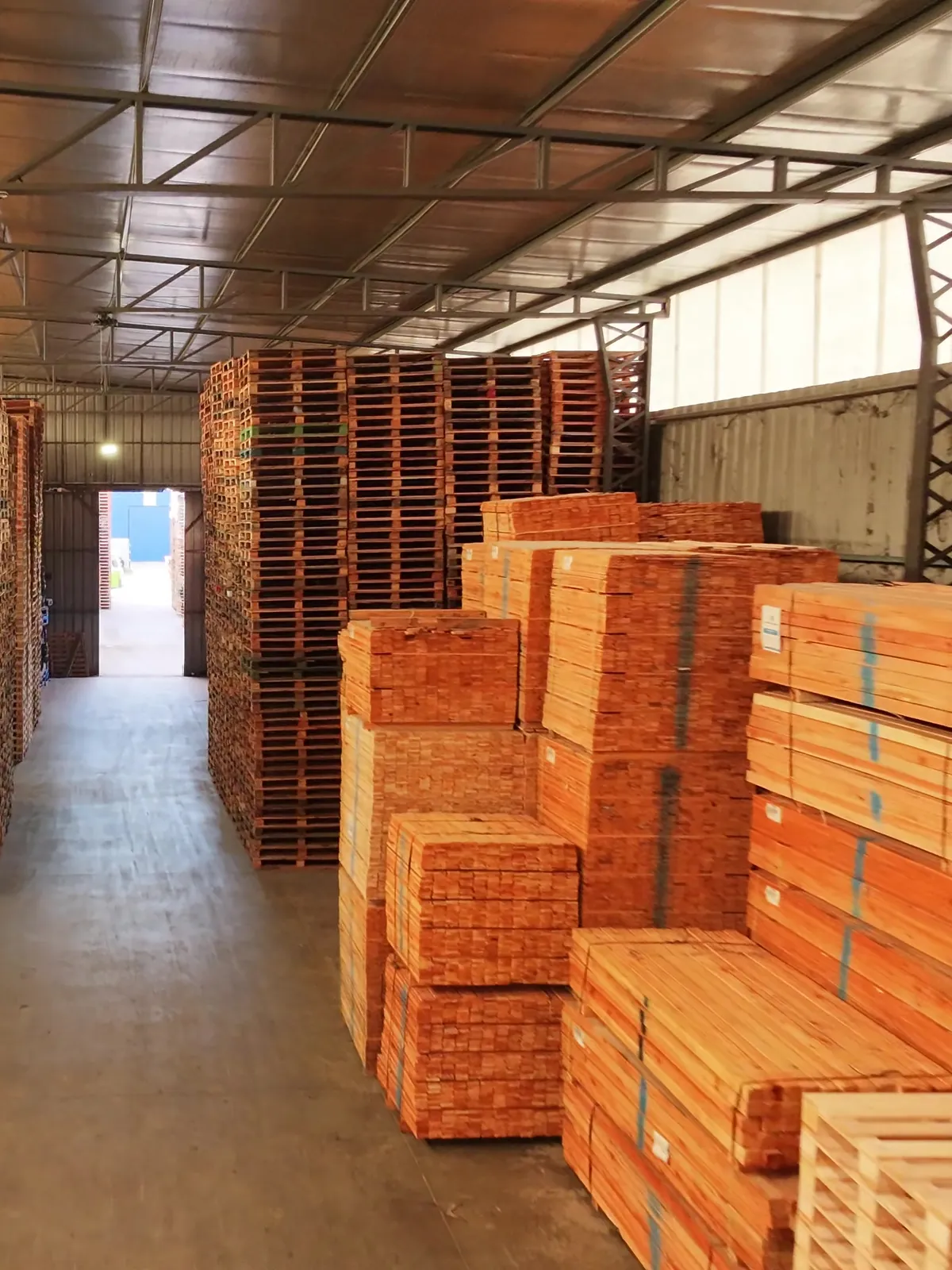Paquetes de madera de pino y pilas de pallets en una nave de Transpallets